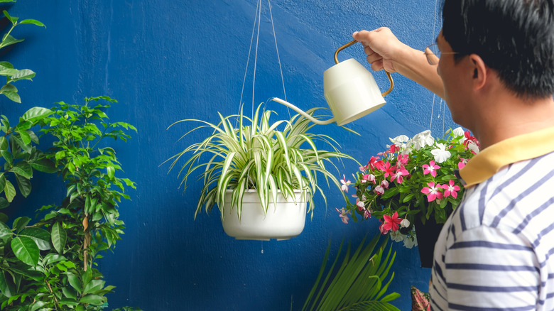 man watering hanging spider plant