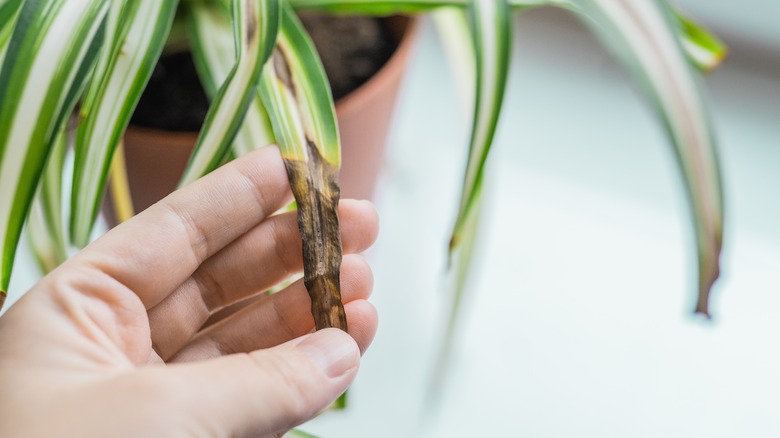 spider plant with brown leaf