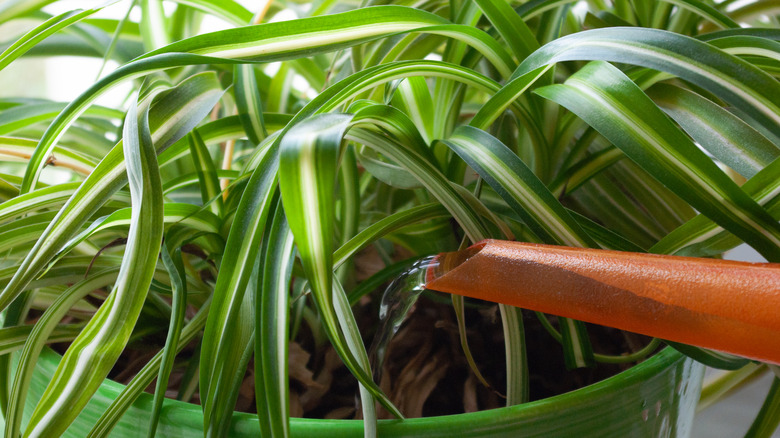 spider plant being watered