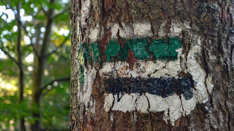 Green, black, and white paint marks on tree