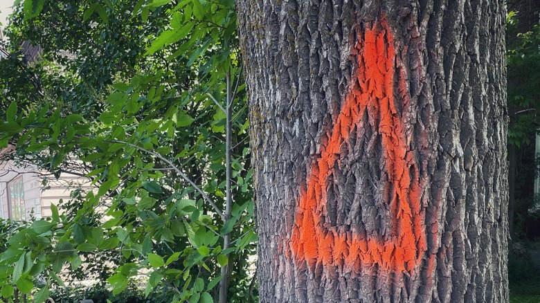 Orange triangle painted on tree