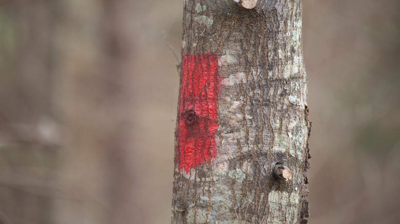 Rectangle of red paint on tree