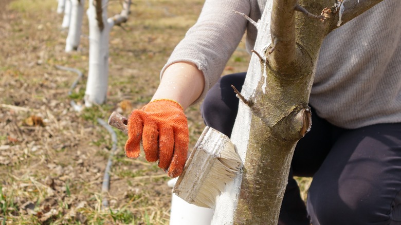 Close up of hand painting white paint on tree