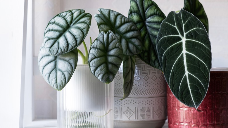 Potted alocasia plants next to a window