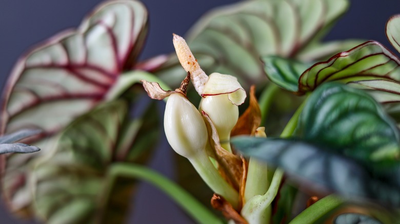 Close-up shot of alocasia in bloom