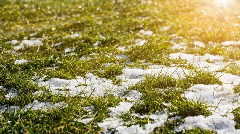 Grass in winter with snow