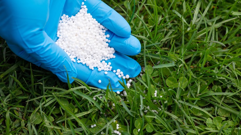 Hand applying fertilizer in lawn