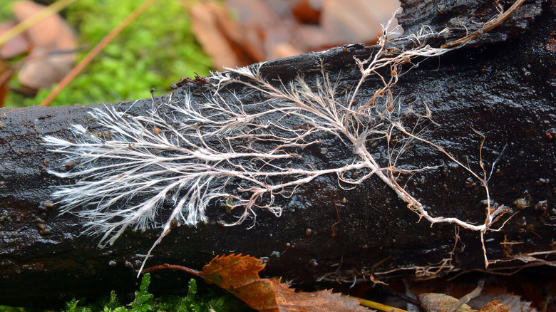 Mycelium network growing on tree