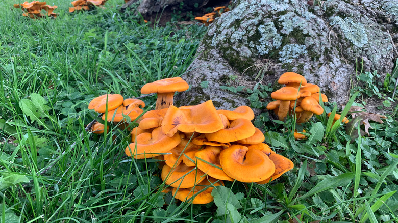 Mushrooms growing base of tree