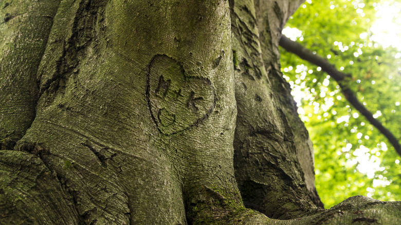 initials carved into a tree