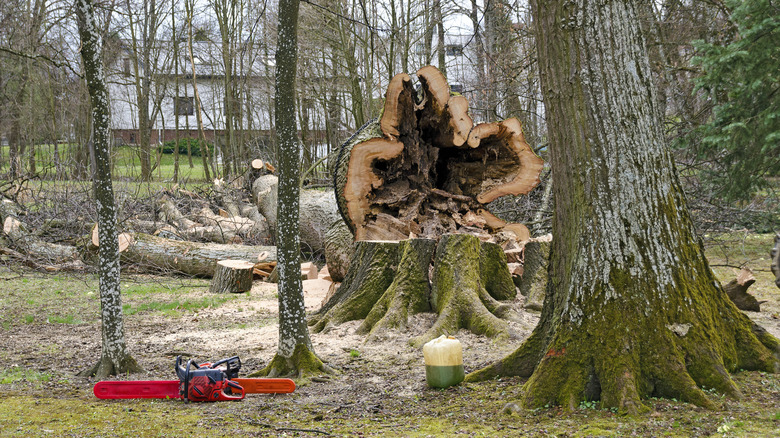 A chopped decayed tree