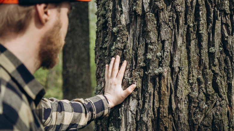 man touching tree trunk