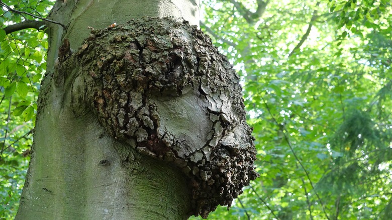 burled knot on a tree