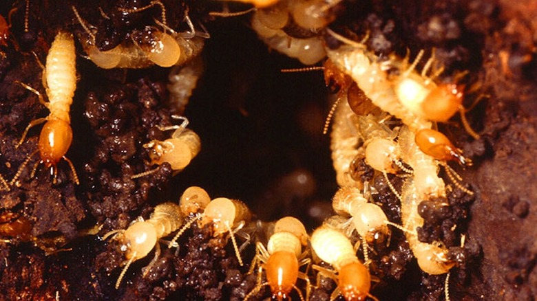 formosan termites in a colony