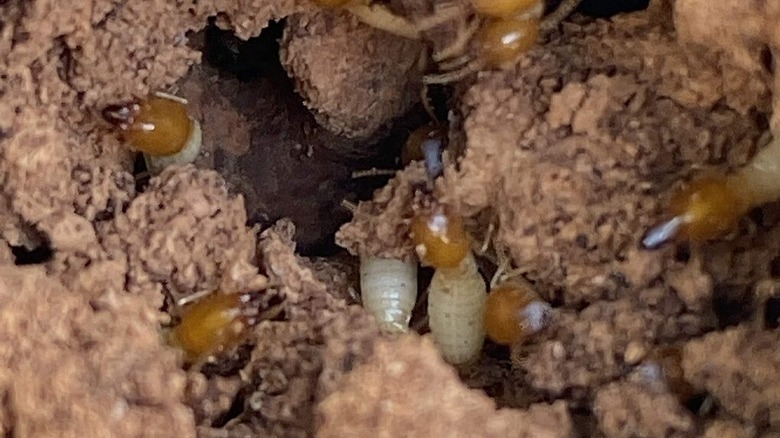 formosan subterranean termites in a colony