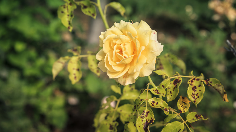 Yellow rose bush with black spot