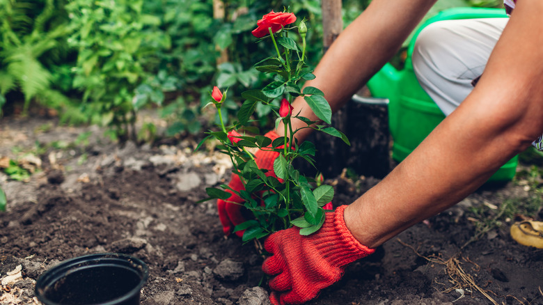 Gloved hands planting red rose bush