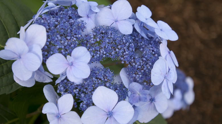 Blue twist-n-shout hydrangea