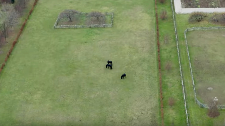 three horses grazing in field 