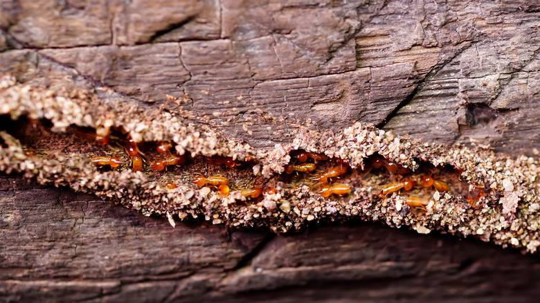 drywood termites crawling on wood