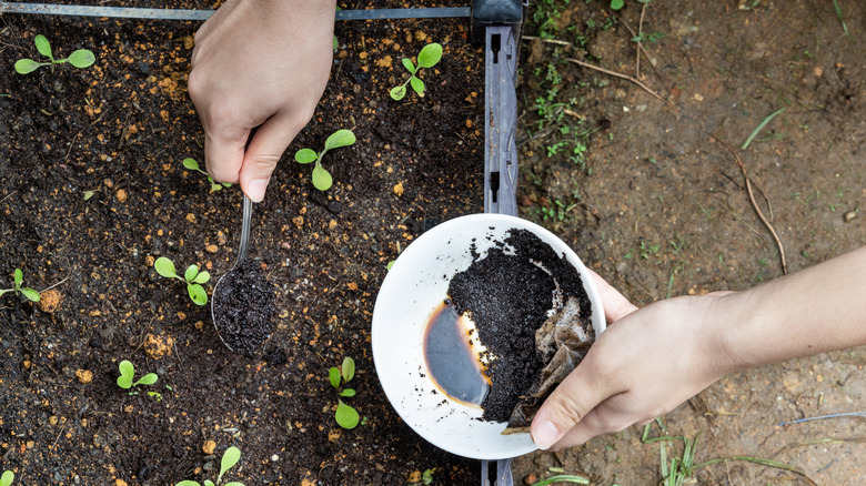 putting coffee grounds in garden
