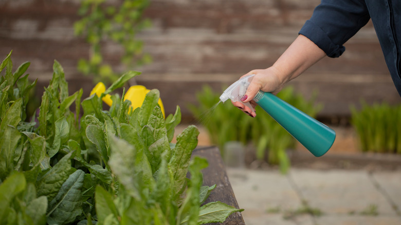 Woman spraying plants in box