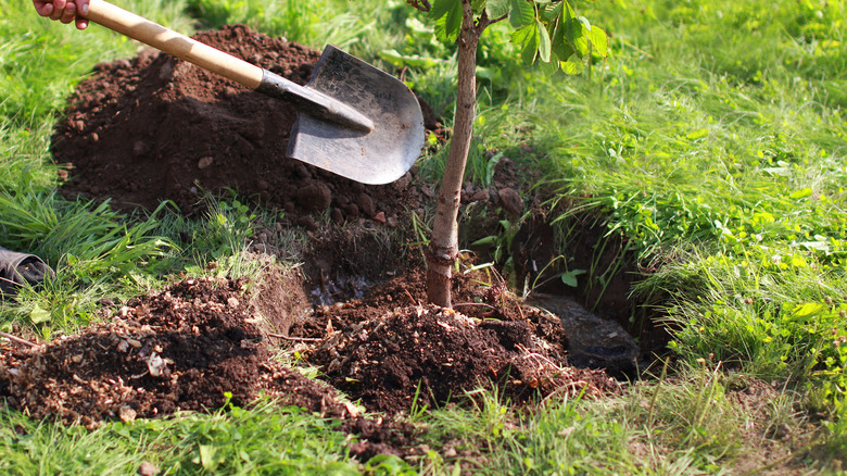 digging around tree base 