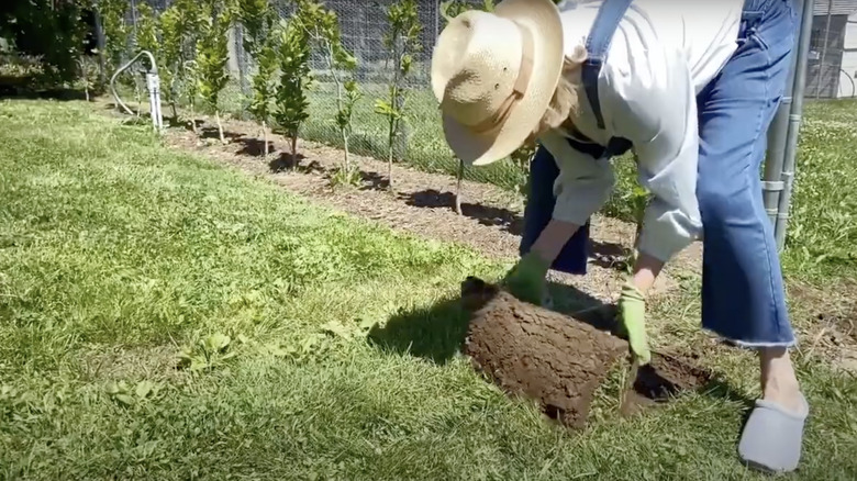 Martha unrolling sod in garden