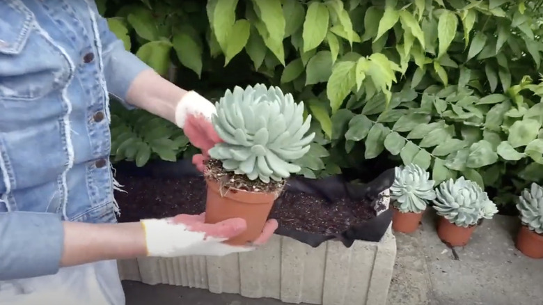 Martha holding a succulent 