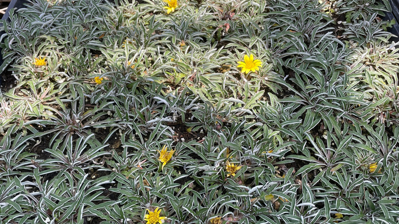 silver carpet with flowers