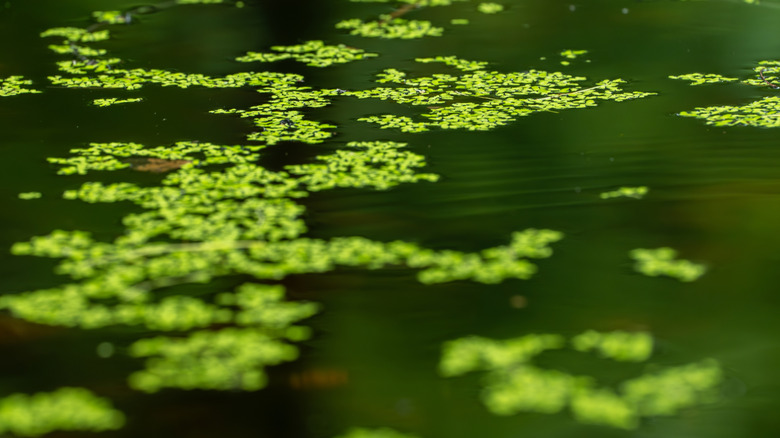 Close up of algae in pond