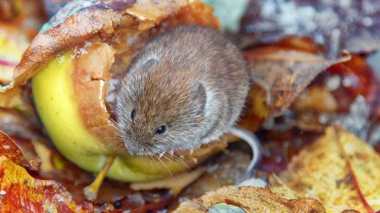Mice feeding on fallen apple