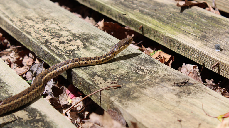 Snake on wooden stairs