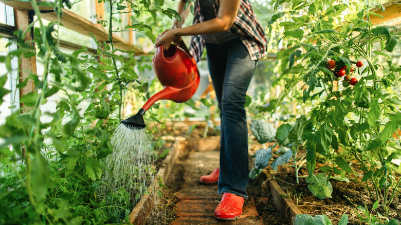 Gardener watering tomato plants