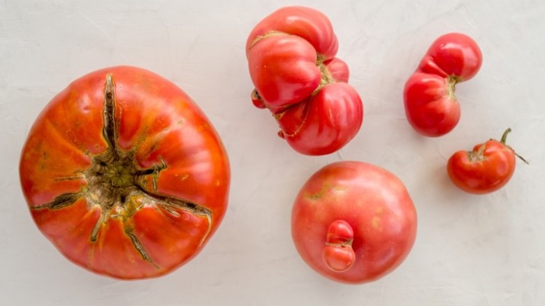 catfaced tomatoes