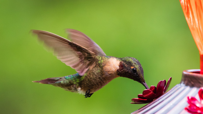 Hummingbird at feeder