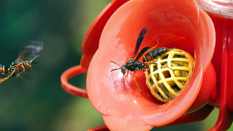 Mold and insects on hummingbird feeder