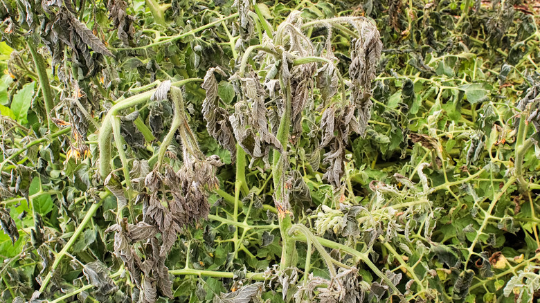 frost damage tomato plants