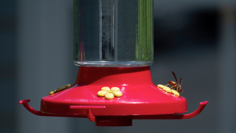wasp on hummingbird feeder