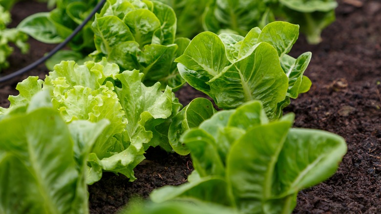 lettuce plants in soil