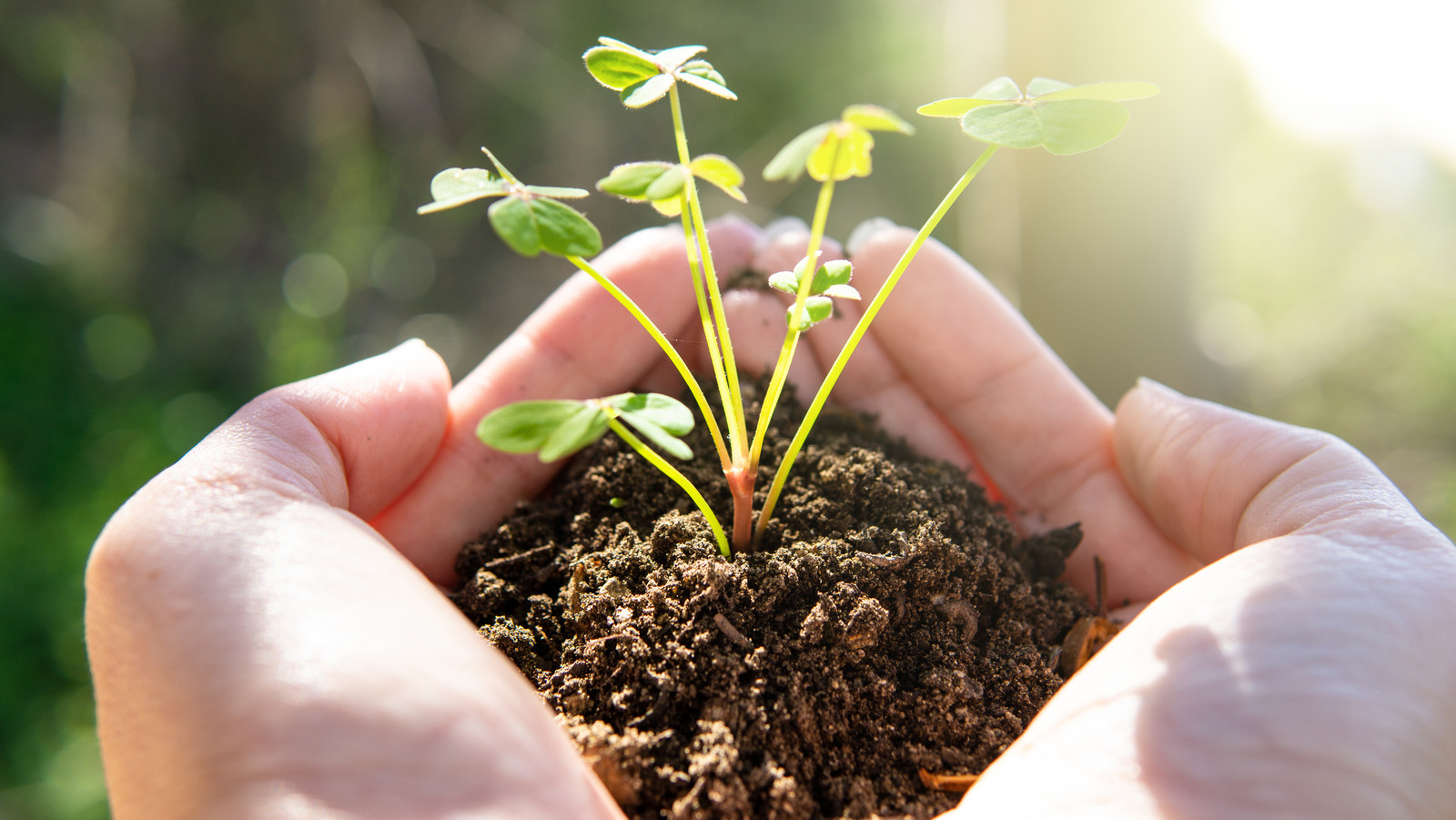 What Seeds To Buy When Starting A Clover Lawn For The Best Results