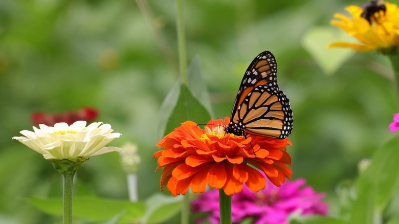 Wildflowers and monarch butterfly 