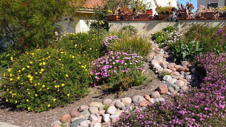 Yard with native plantings 