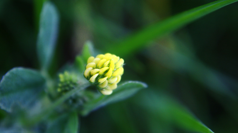 Black medic yellow flower