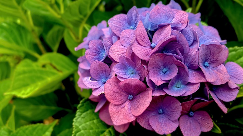 Close up of purple and blue hydrangea