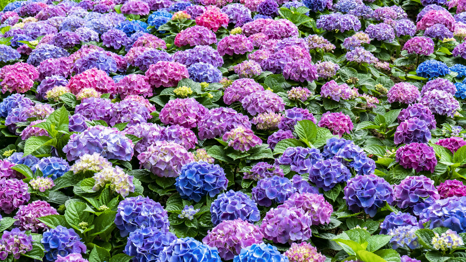 What The Color Of Your Hydrangea Means