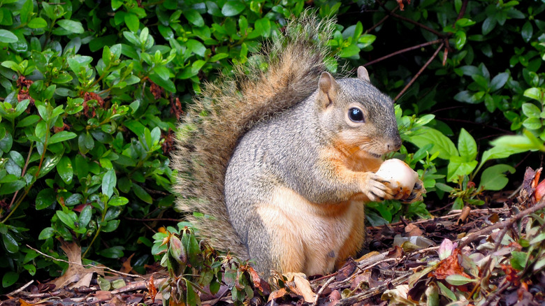 Cute squirrel with acorn