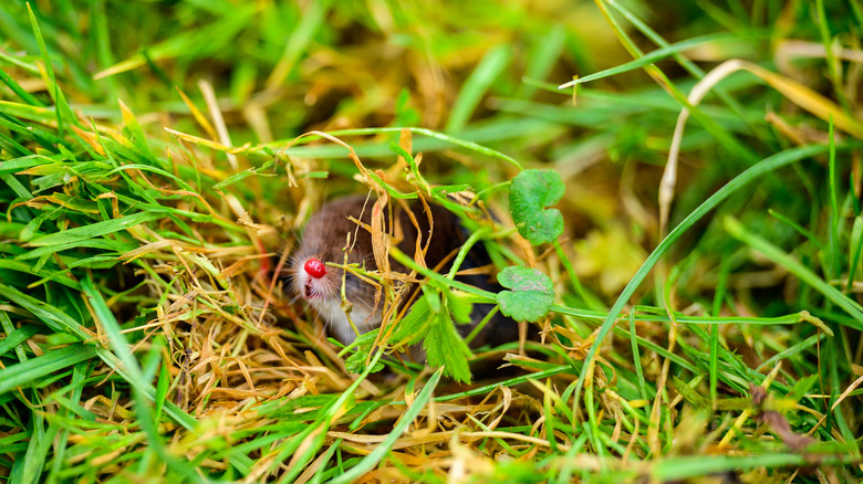 Mole in hole in yard