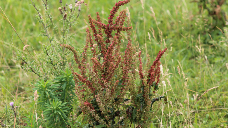 Red sorrel in yard