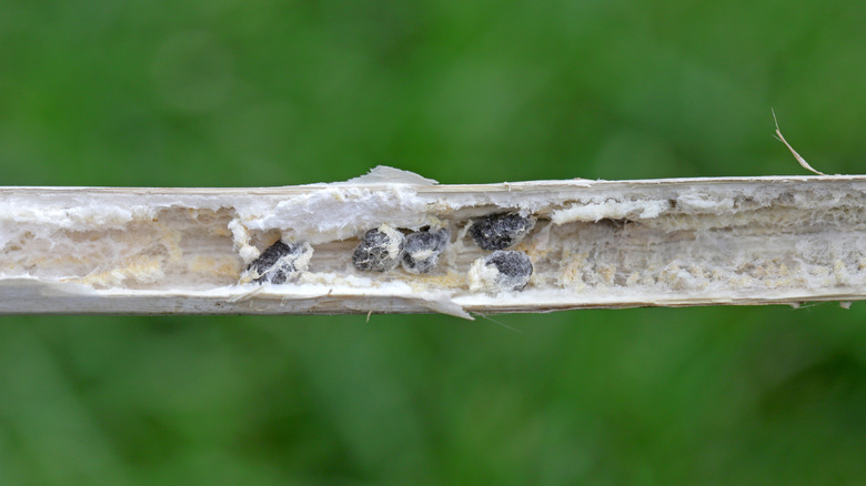 white mold inside plant stem